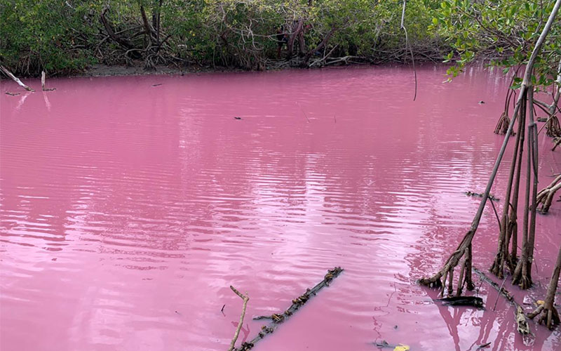 Mangrove rose au Diamant
