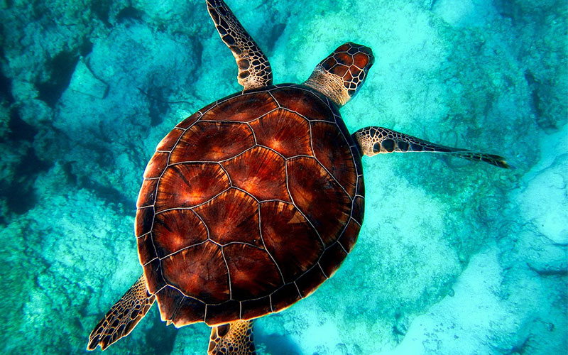 Tortue